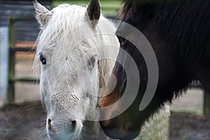 Pair of white and brown horses touching noses in friendship