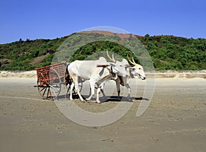 Pair of white buffalo drawn to a cart