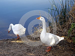 A Pair of White Canadian Geese at a Riparian Lake photo
