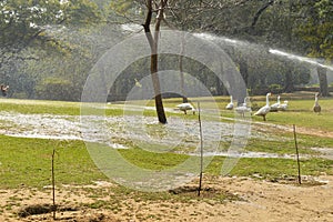 A pair of white color ducks dancing,swimming,drinking,walking,roaming around near by pond at garden, lawn at winter foggy morning