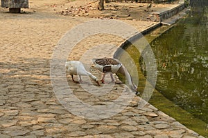 A pair of white color ducks drinking,walking,roaming around near by pond at garden, lawn at winter foggy morning