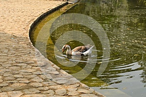 A pair of white color ducks swimming,drinking,walking,roaming around near by pond at garden, lawn at winter foggy morning