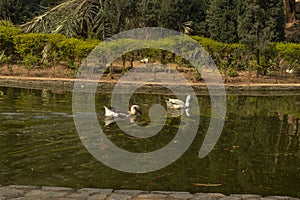 A pair of white color ducks swimming,drinking,walking,roaming around near by pond at garden, lawn at winter foggy morning