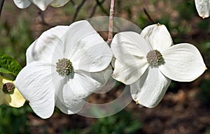 A Pair of White Dogwood Flowers