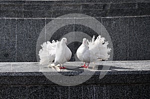 A pair of white doves
