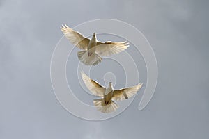 Pair of white doves into the sky gray