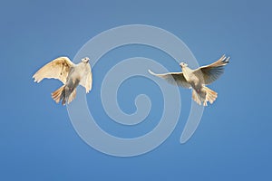 Pair of white doves soars high in the sky