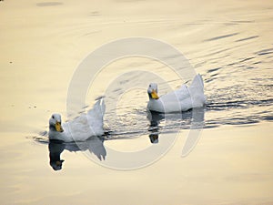 A pair of white ducks are swimming in the calm waters of the lake at sunset and their reflection can be seen in the water