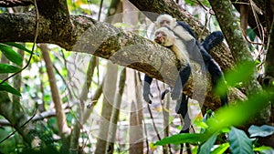 A pair of white faced capuchins on a branch, Costa Rica.