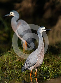 A Pair of White Faced Heron