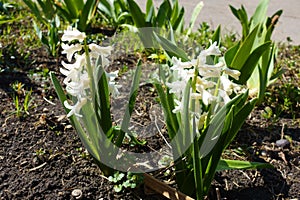 Pair of white flowered hyacinths