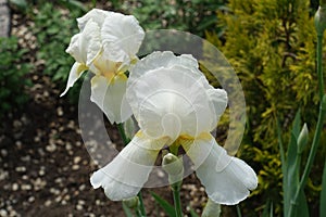 Pair of white flowers of bearded irises