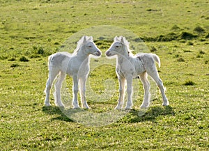 Pair of white foals in a meadow