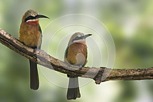 Pair of White-fronted Bee-Eater, Merops bullockoides