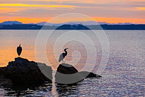 Two herons, silhouetted at sunset