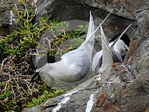 Pair of White-fronted Terns Nesting