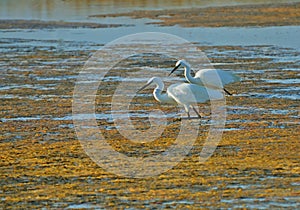 Pair of white herons