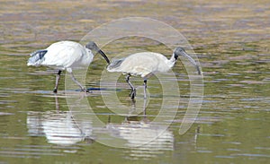 Pair of white ibis fishing