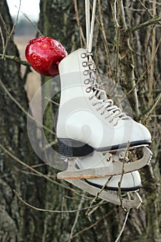 Pair of White Ice Skates hanging on the tree