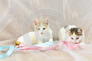 A pair of white kittens with red spots, playing with colored ribbons on a white background. copys pace
