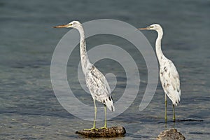 A pair of white morphed Western reef heron alert for fishing at Busaiteen coast, Bahrain. A highkey image