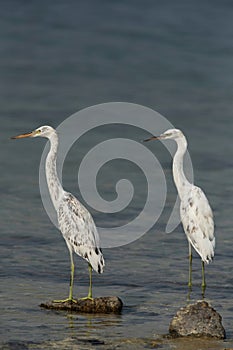 A pair of white morphed  Western reef heron at Busaiteen coast, Bahrain. A highkey image