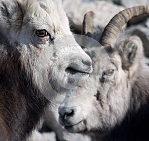 Pair of white mountain goats