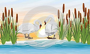 A pair of white mute swans stand on the shore of the lake at dusk or dawn. Adult swans in reeds