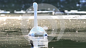 Pair of white mute swans swimming in lake in Stoke on Trent, Staffordshire,UK.