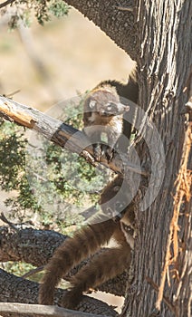 Pair of White-nosed Coatimundi in the Chiricahua Mountains Arizona