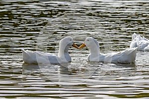 A pair of white Pekin Ducks also known as Aylesbury or Long Island ducks with yellow beaks touching to form an M