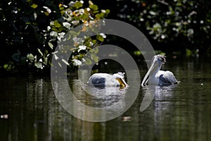 Pair of white pelicans