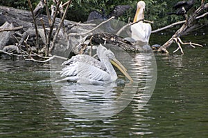 A pair of white pelicans swim through the pond in unison