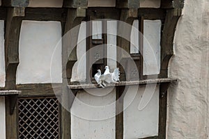 Pair of white pigeons
