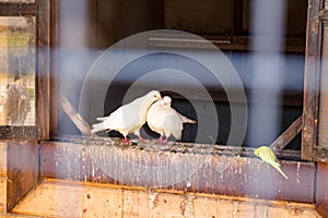 A pair of white pigeons in a dovecote at the temple in Rusinovo