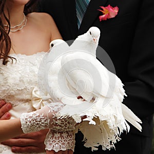 Pair of white pigeons in groom`s and bride`s hands