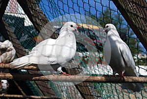 A pair of white pigeons