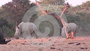 Pair of White Rhino walking towards a water hole