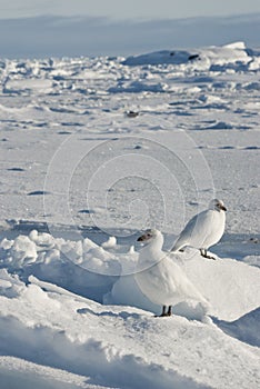 A pair of white snowy plover in Antarctica.