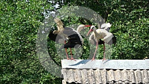 Pair white storks Ciconia chattering clattering on old roof