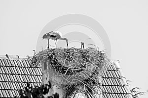 Pair of white storks, Ciconia ciconia, large birds taking care of their nest on a roof top in Ifrane