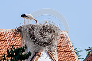 Pair of white storks, Ciconia ciconia, large birds taking care of their nest on a roof top in Ifrane