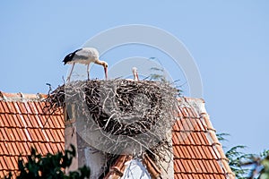 Pair of white storks, Ciconia ciconia, large birds taking care of their nest on a roof top in Ifrane