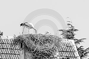 Pair of white storks, Ciconia ciconia, large birds taking care of their nest on a roof top in Ifrane
