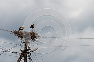 Pair of white storks Ciconia ciconia in a nest on the pole