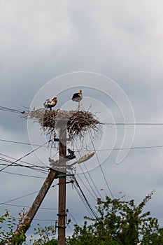 Pair of white storks Ciconia ciconia in a nest on the pole