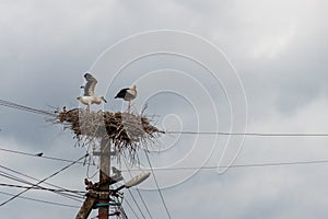 Pair of white storks Ciconia ciconia in nest on the pole