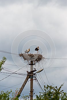 Pair of white storks Ciconia ciconia in a nest on the pole