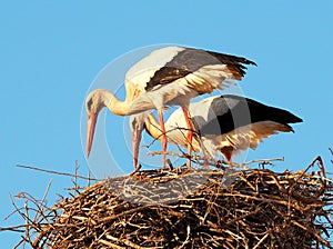 Pair Of White Storks Or Ciconia Ciconia Wih Nest