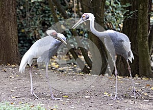 Pair of white storks communicating intesively